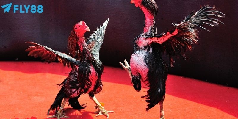 Người chơi nên theo dõi sức mạnh của tốc độ ra đòn