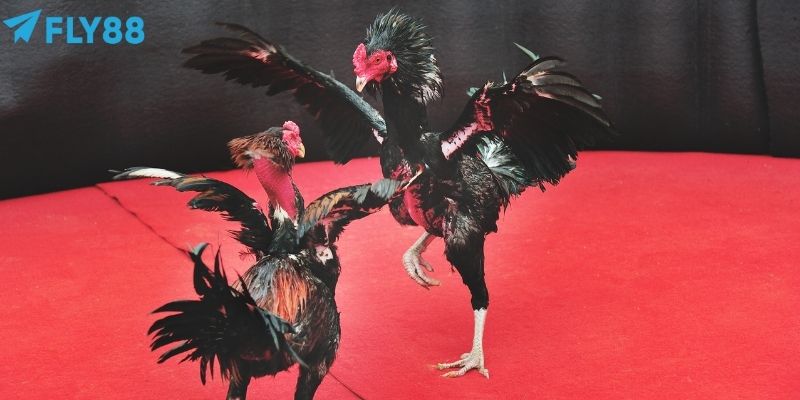 Đá Gà Thomo: Chiến Thuật Đặt Cược, Tăng Cơ Hội Trúng Lớn